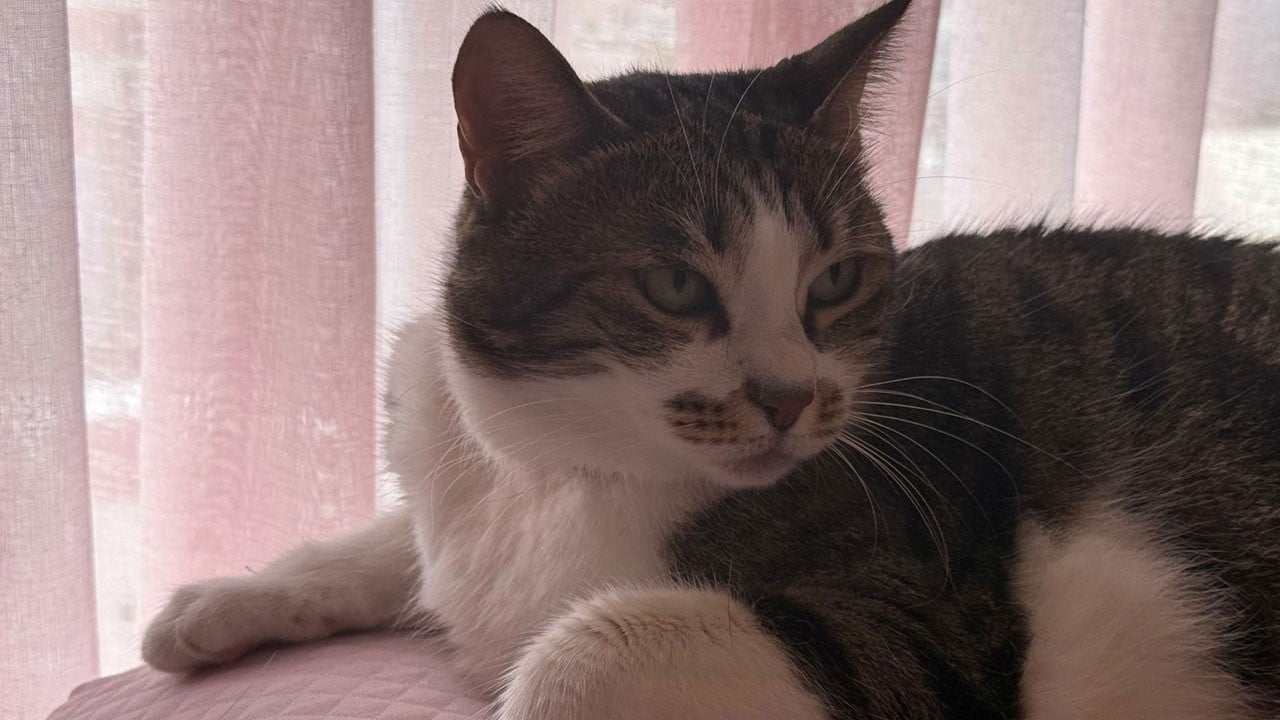 Tek başına 4 hırsızla mücadele etti! Mucize kedi hırsızlara taviz vermedi