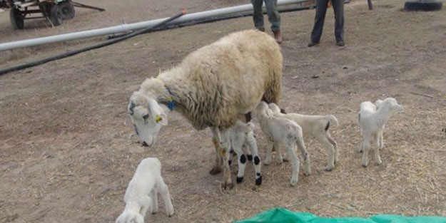Tek batında 5 kuzu doğurdu! 