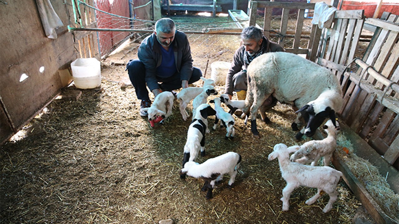 Tek batında 9 kuzu doğurdu Dokuz doğurmak gerçek oldu