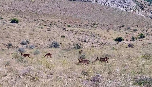 Tek bile görülmezken sürü halinde görüntülendiler