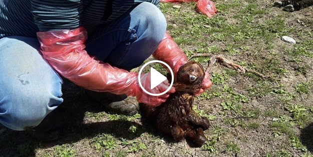 Tek gözlü kuzu dünyaya geldi