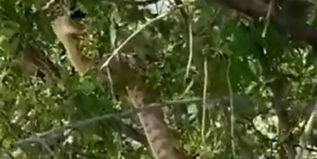 Tek ısırığı bile öldürmeye yetiyor... Tunceli'de görüntülendi