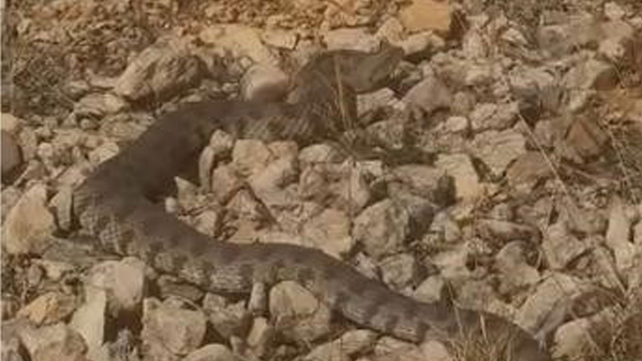 Tek ısırığı can alıyor! Türkiye’de yaşayan en zehirli yılan türü görüntülendi