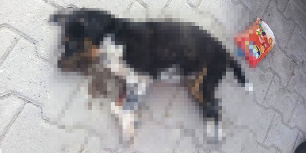 Tek kelimeyle vahşet! Ayaklarını bağlayıp denize attılar