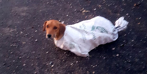 Tek kelimeyle vicdansızlık! Gebe köpek bu halde bulundu