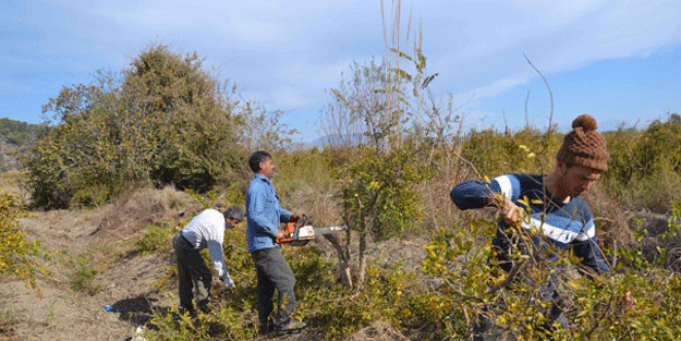 Tek tek sökmeye başladılar! Kilosu 10 kuruş bile etmiyor, hepsi çöpe gitti