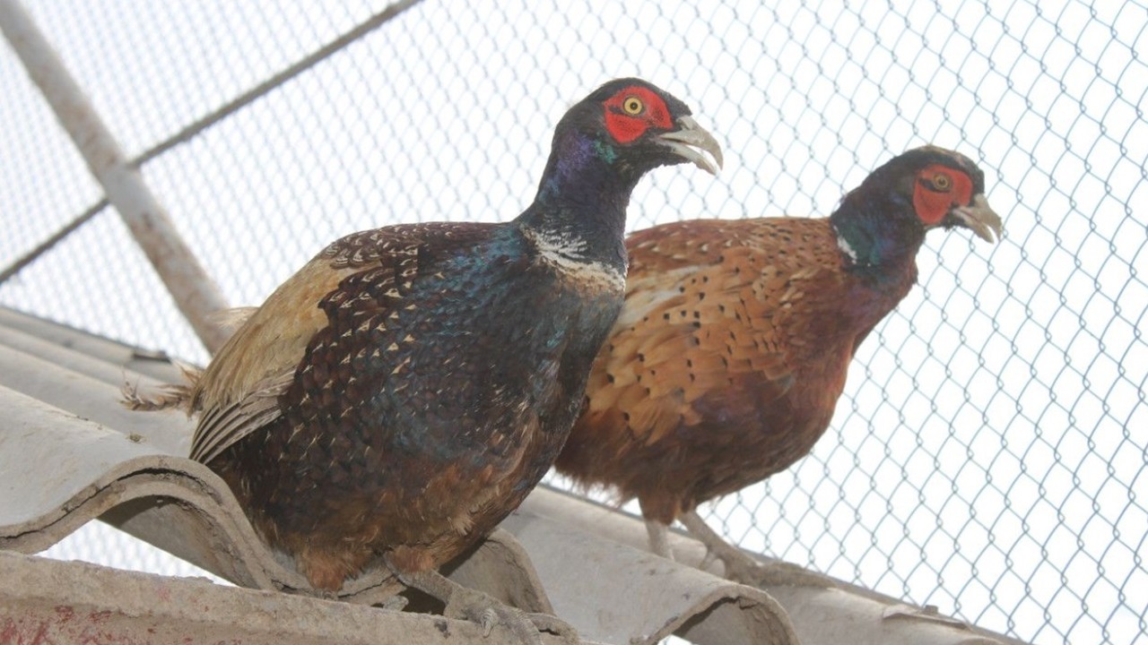 Tek umudumuz onlar: Keklikler keneleri yenecek mi?