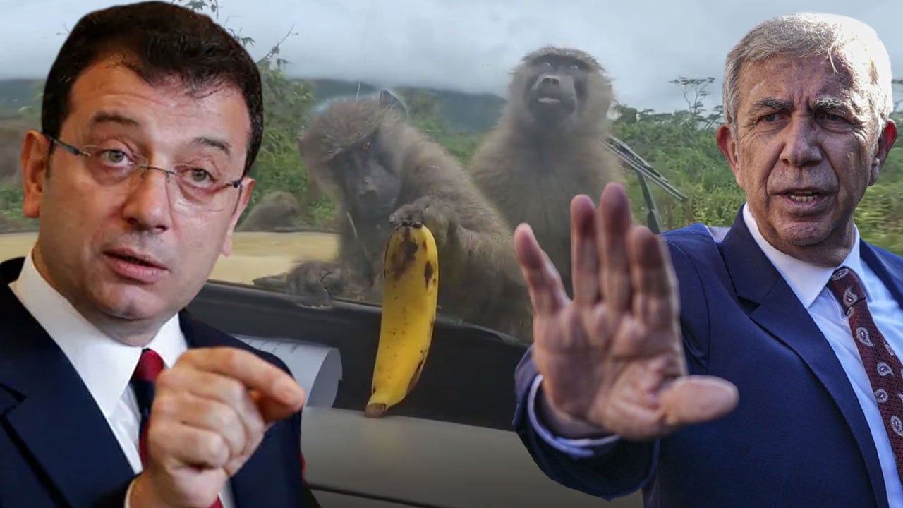 Tek video ne güzel özetlemiş! Maymunların çırpınışı Ekrem ve Mansur'u hatırlattı