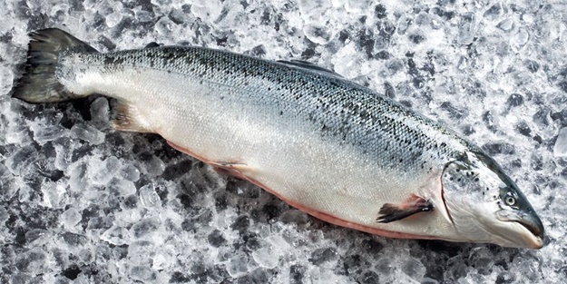 Tekdüze beslenseniz bile zararı olmayan tek besin 'Balık'