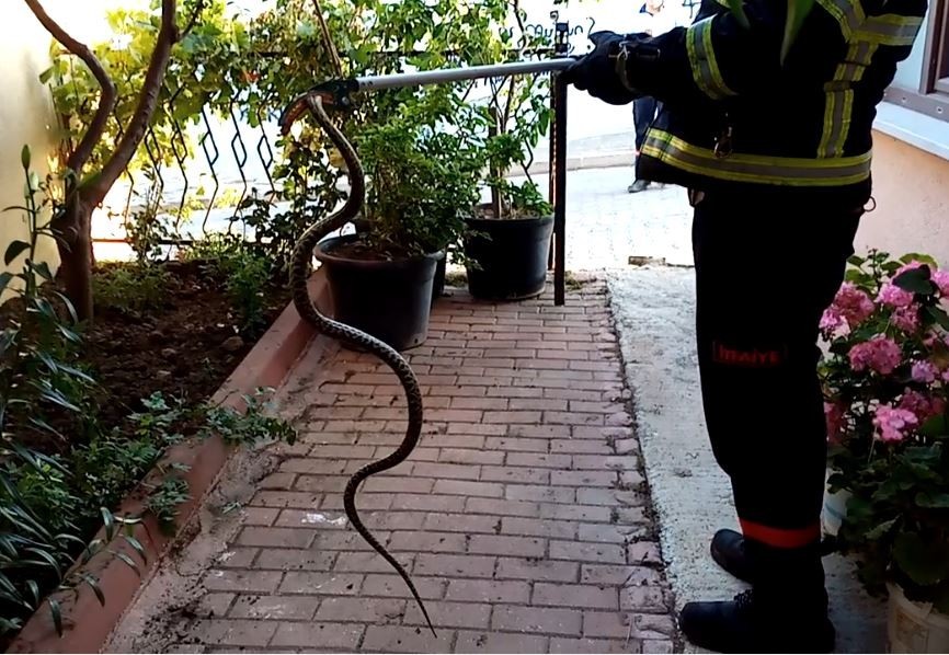 Tekirdağ’da 2 metrelik zehirli engerek korkuttu 