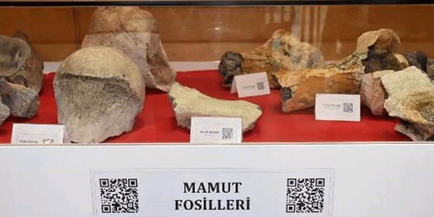 Tekirdağ'da 28 bin yıllık mamut fosilleri sergilendi