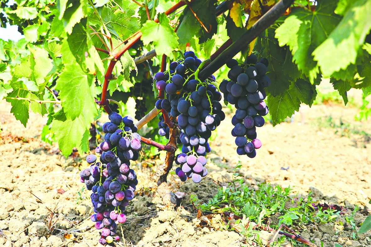 Tekirdağ’da 40 bin ton üzüm rekoltesi hedefi