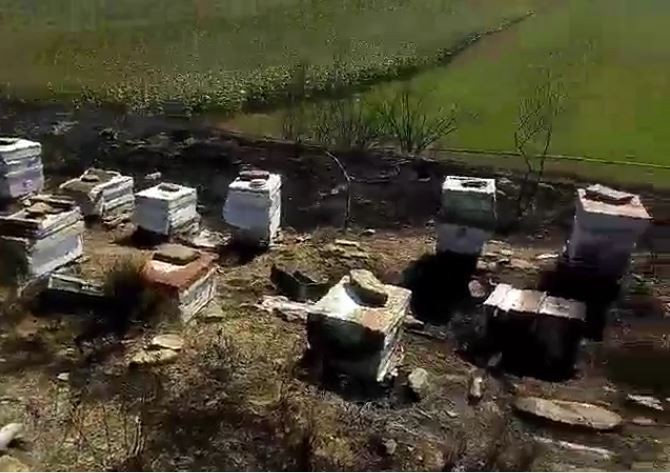 Tekirdağ’da 40 sandık arı kovanı yandı 