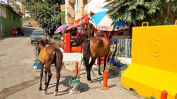 Tekirdağ’da aç kalan atlar şehri altüst etti