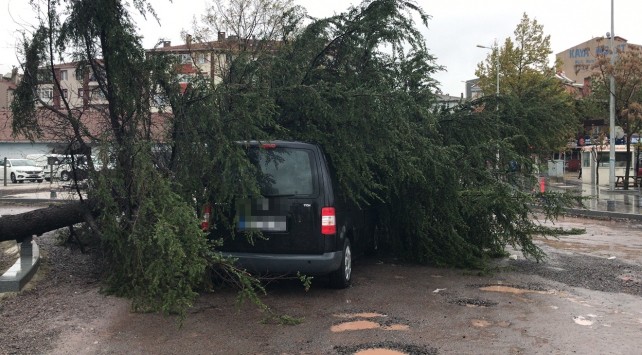 Tekirdağ'da araç seyir halinde ilerlerken üstüne ağaç devrildi