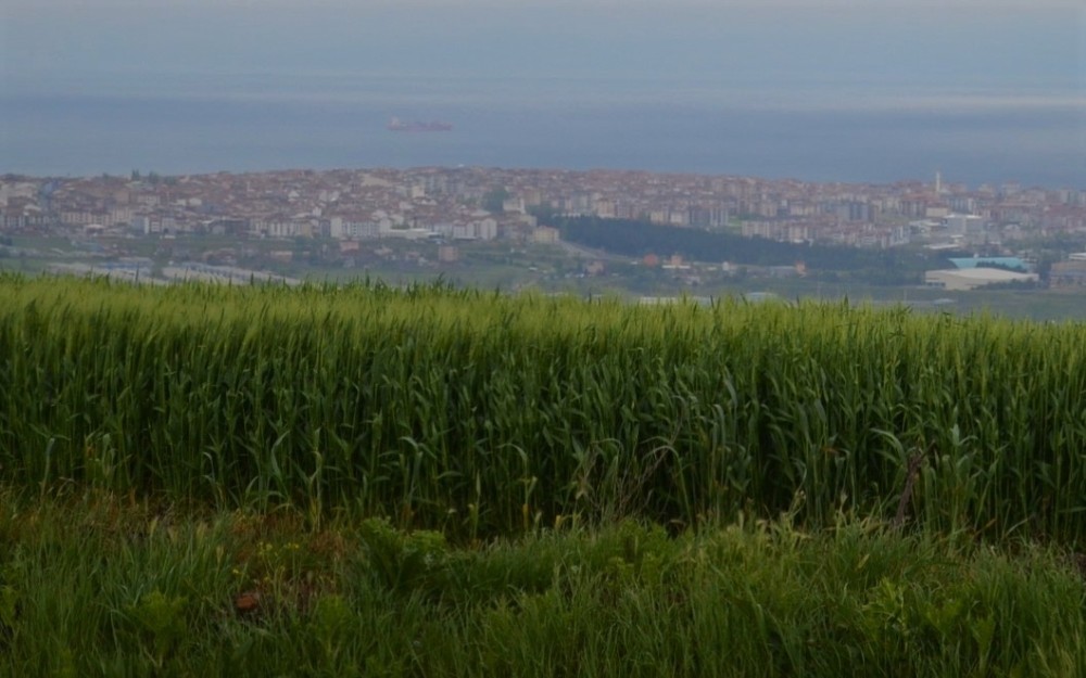 Tekirdağ’da bol yağış çiftçilerin umutlarını yeşertti 