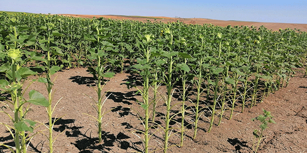 Tekirdağ'da çekirge istilası! Çiftçiler çözüm yolu arıyor