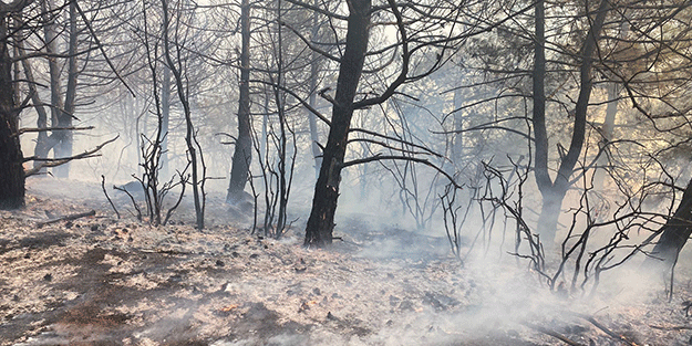 Tekirdağ'da çıkan orman yangını söndürüldü