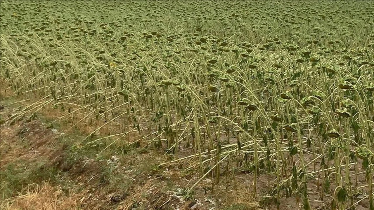 Tekirdağ'da ekili alan zarar gördü!