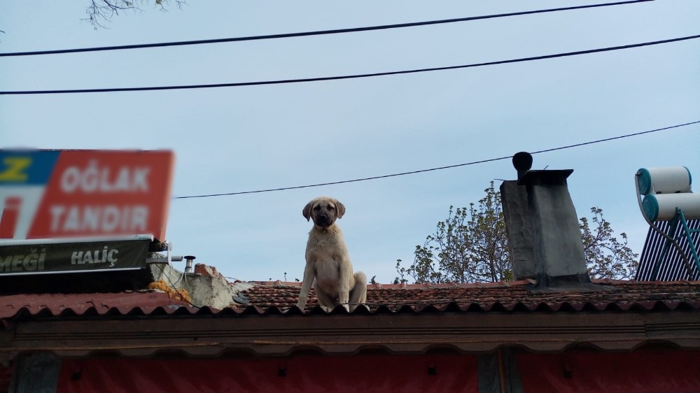 Tekirdağ’da gülümseten kare 