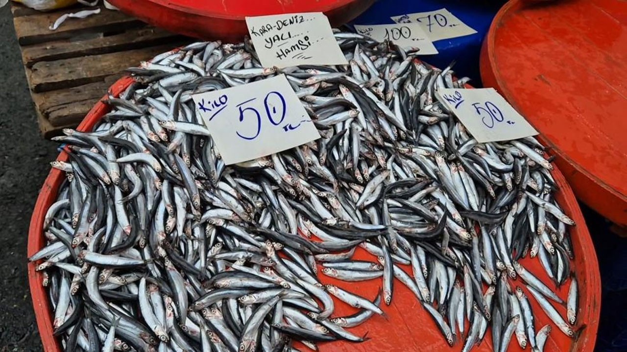 Tekirdağ’da hamsinin kilosu 50 TL oldu