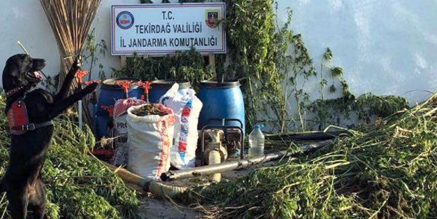 Tekirdağ'da Hint keneviri operasyonu, 4 gözaltı
