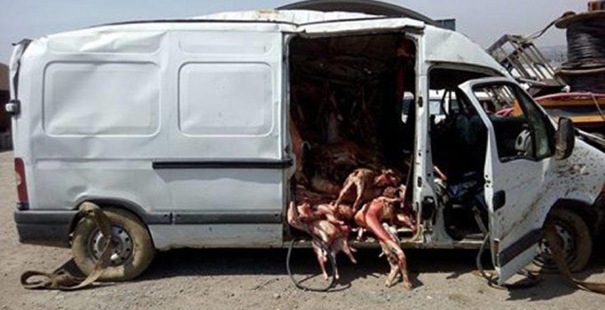 Tekirdağ'da kaza yapan minibüsten kaçak et çıktı