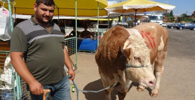 Tekirdağ'da kurbanlık boğa, 21 bin liraya satıldı