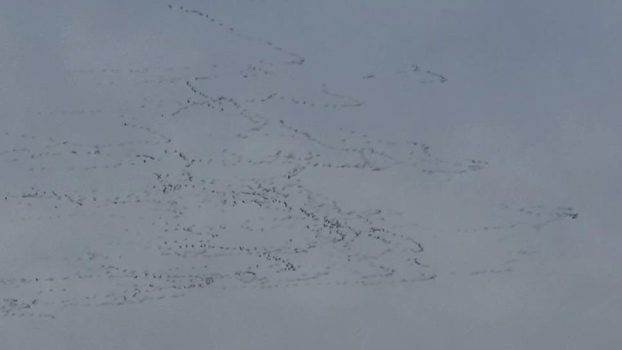 Tekirdağ’da leyleklerin uçuşu ilgi çekti