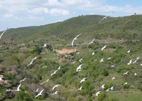 Tekirdağ'da mest eden manzara! Pelikanların göçü böyle görüntülendi