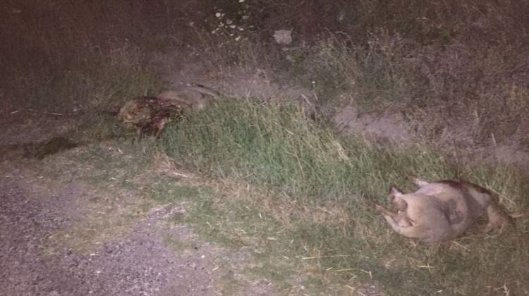 Tekirdağ'da otomobil koyun sürüsüne daldı