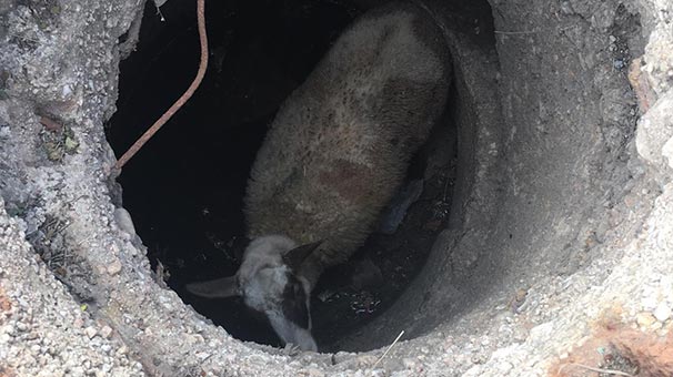 Tekirdağ'da rögarın içinde can pazarı
