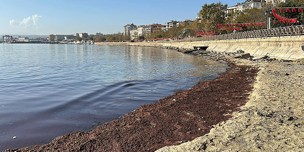 Tekirdağ'da sahil yosunla kaplandı