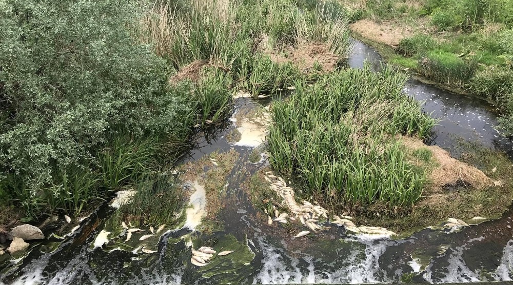 Tekirdağ’da toplu balık ölümleri 