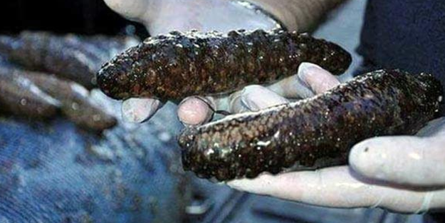 Tekirdağ'da yakalandı! Yetkililer şoke oldu