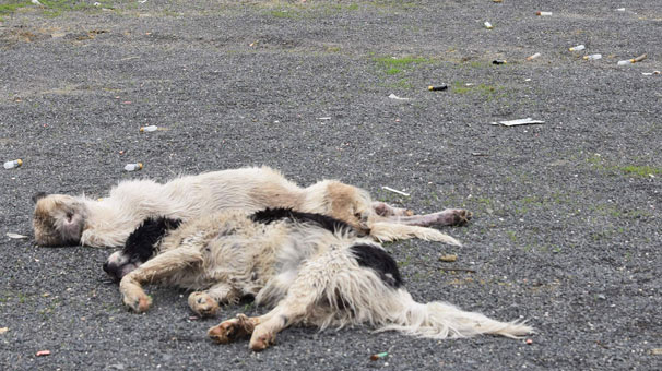 Tekirdağ'ın Çorlu ilçesinde ölü bulunan köpekler kimyasaldan zehirlenmiş