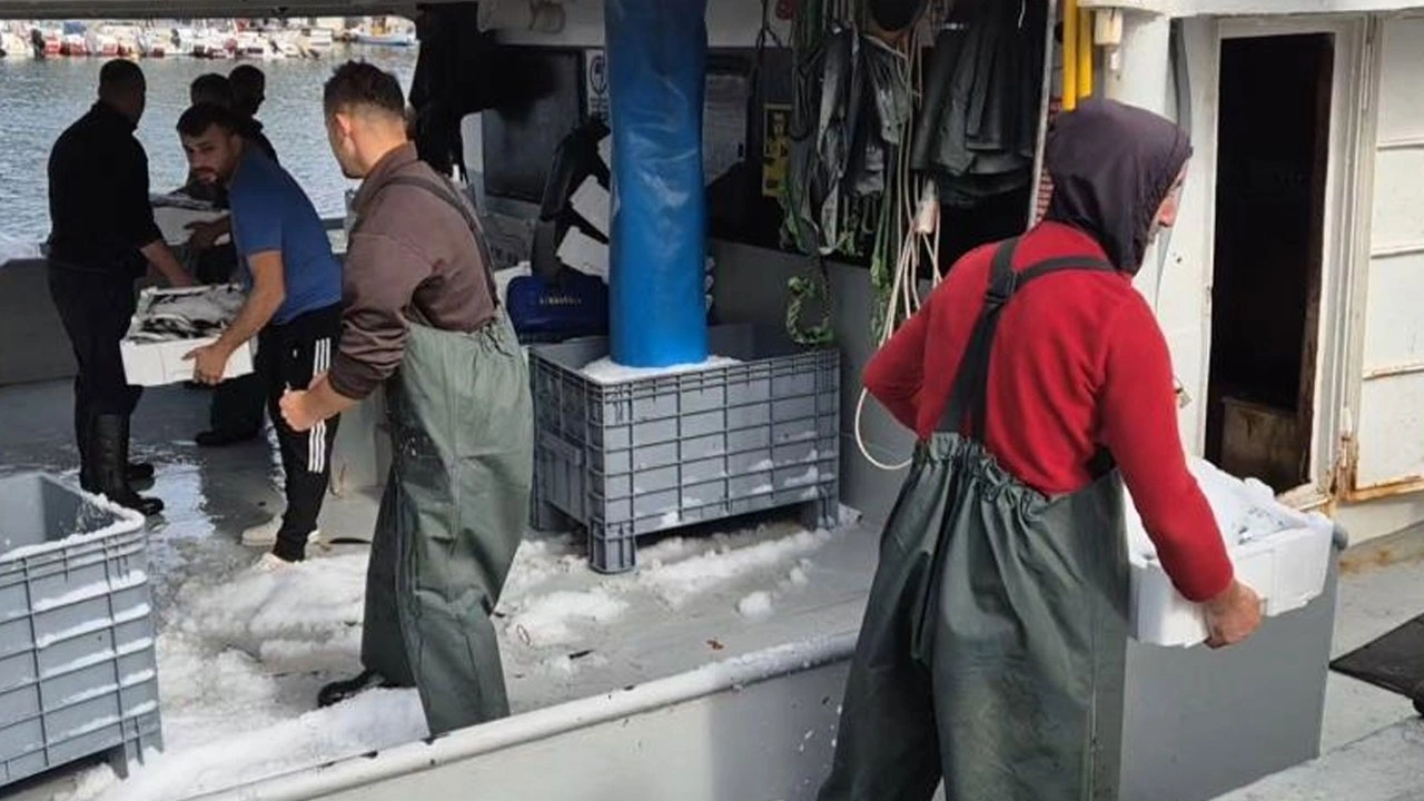 Tekirdağlı balıkçılar mutlu! Kasa kasa balıkla döndüler