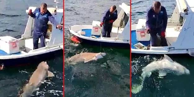 Teknenin yarı boyunda köpek balığı avladı