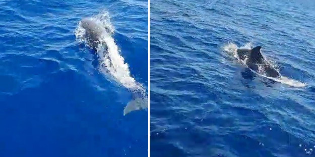 Tekneye eşlik eden yunuslar görsel şölen oluşturdu