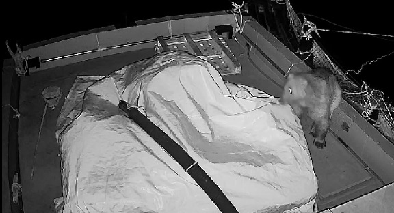 Tekneye yüzerek çıktı! Yaramaz ayının balık avı kamerada