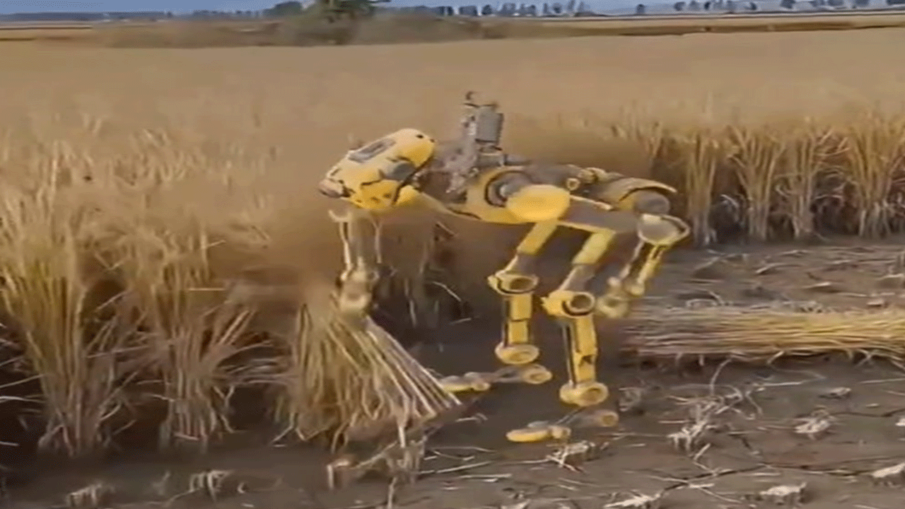 Sosyal medyada viral oldu: Tarla biçen robot ürettiler!