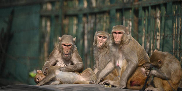 Teksaslılar 43 binden fazla 'maymun komşu'ya savaş açtı