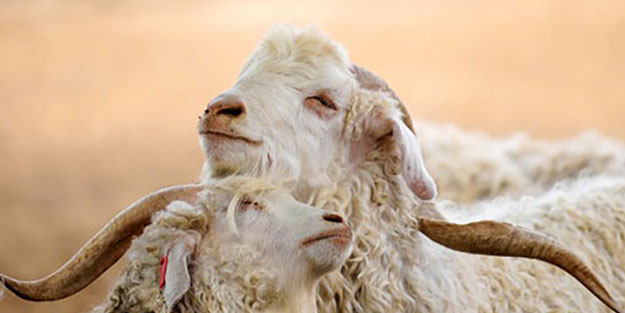 Tekstil devleri Ankara keçisinden vaz geçiyor!