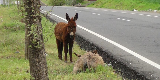 Telef olan annesinin başından 5 gündür ayrılmıyor