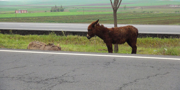5 gündür kıpırdamadan öyle bekliyor