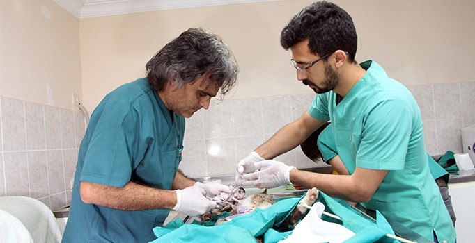 Telef olan hamile kedi sezaryene alındı