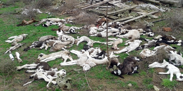 Telef olan hayvanlar köylüleri tedirgin ediyor