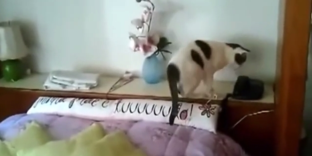 Telefona bakan kedi - VIDEO