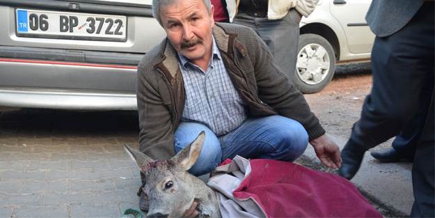 Tellere takılan karaca yaralandı