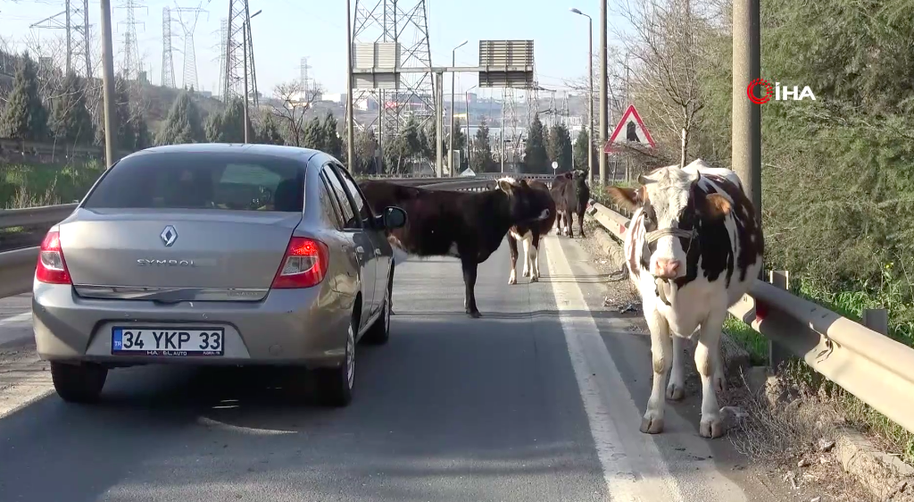 TEM otoyoluna giren büyükbaşlar ortalığı birbirine kattı